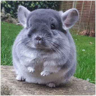 ΡΠΊΠΎΠ»ΡΠΊΠΎ ΡΠΈΠ½ΡΠΈΠ»Π»Π° ΠΌΠΎΠΆΠ΅Ρ ΠΏΡΠΎΠΆΠΈΡΡ Π±Π΅Π· Π΅Π΄Ρ Π² Π΄ΠΎΠΌΠ°ΡΠ½ΠΈΡ
ΡΡΠ»ΠΎΠ²ΠΈΡΡ
. Π‘ΠΌΠΎΡΡΠ΅ΡΡ ΡΠΎΡΠΎ ΡΠΊΠΎΠ»ΡΠΊΠΎ ΡΠΈΠ½ΡΠΈΠ»Π»Π° ΠΌΠΎΠΆΠ΅Ρ ΠΏΡΠΎΠΆΠΈΡΡ Π±Π΅Π· Π΅Π΄Ρ Π² Π΄ΠΎΠΌΠ°ΡΠ½ΠΈΡ
ΡΡΠ»ΠΎΠ²ΠΈΡΡ
. Π‘ΠΌΠΎΡΡΠ΅ΡΡ ΠΊΠ°ΡΡΠΈΠ½ΠΊΡ ΡΠΊΠΎΠ»ΡΠΊΠΎ ΡΠΈΠ½ΡΠΈΠ»Π»Π° ΠΌΠΎΠΆΠ΅Ρ ΠΏΡΠΎΠΆΠΈΡΡ Π±Π΅Π· Π΅Π΄Ρ Π² Π΄ΠΎΠΌΠ°ΡΠ½ΠΈΡ
ΡΡΠ»ΠΎΠ²ΠΈΡΡ
. ΠΠ°ΡΡΠΈΠ½ΠΊΠ° ΠΏΡΠΎ ΡΠΊΠΎΠ»ΡΠΊΠΎ ΡΠΈΠ½ΡΠΈΠ»Π»Π° ΠΌΠΎΠΆΠ΅Ρ ΠΏΡΠΎΠΆΠΈΡΡ Π±Π΅Π· Π΅Π΄Ρ Π² Π΄ΠΎΠΌΠ°ΡΠ½ΠΈΡ
ΡΡΠ»ΠΎΠ²ΠΈΡΡ
. Π€ΠΎΡΠΎ ΡΠΊΠΎΠ»ΡΠΊΠΎ ΡΠΈΠ½ΡΠΈΠ»Π»Π° ΠΌΠΎΠΆΠ΅Ρ ΠΏΡΠΎΠΆΠΈΡΡ Π±Π΅Π· Π΅Π΄Ρ Π² Π΄ΠΎΠΌΠ°ΡΠ½ΠΈΡ
ΡΡΠ»ΠΎΠ²ΠΈΡΡ
ΡΠΊΠΎΠ»ΡΠΊΠΎ ΡΠΈΠ½ΡΠΈΠ»Π»Π° ΠΌΠΎΠΆΠ΅Ρ ΠΏΡΠΎΠΆΠΈΡΡ Π±Π΅Π· Π΅Π΄Ρ Π² Π΄ΠΎΠΌΠ°ΡΠ½ΠΈΡ
ΡΡΠ»ΠΎΠ²ΠΈΡΡ
. Π‘ΠΌΠΎΡΡΠ΅ΡΡ ΡΠΎΡΠΎ ΡΠΊΠΎΠ»ΡΠΊΠΎ ΡΠΈΠ½ΡΠΈΠ»Π»Π° ΠΌΠΎΠΆΠ΅Ρ ΠΏΡΠΎΠΆΠΈΡΡ Π±Π΅Π· Π΅Π΄Ρ Π² Π΄ΠΎΠΌΠ°ΡΠ½ΠΈΡ
ΡΡΠ»ΠΎΠ²ΠΈΡΡ
. Π‘ΠΌΠΎΡΡΠ΅ΡΡ ΠΊΠ°ΡΡΠΈΠ½ΠΊΡ ΡΠΊΠΎΠ»ΡΠΊΠΎ ΡΠΈΠ½ΡΠΈΠ»Π»Π° ΠΌΠΎΠΆΠ΅Ρ ΠΏΡΠΎΠΆΠΈΡΡ Π±Π΅Π· Π΅Π΄Ρ Π² Π΄ΠΎΠΌΠ°ΡΠ½ΠΈΡ
ΡΡΠ»ΠΎΠ²ΠΈΡΡ
. ΠΠ°ΡΡΠΈΠ½ΠΊΠ° ΠΏΡΠΎ ΡΠΊΠΎΠ»ΡΠΊΠΎ ΡΠΈΠ½ΡΠΈΠ»Π»Π° ΠΌΠΎΠΆΠ΅Ρ ΠΏΡΠΎΠΆΠΈΡΡ Π±Π΅Π· Π΅Π΄Ρ Π² Π΄ΠΎΠΌΠ°ΡΠ½ΠΈΡ
ΡΡΠ»ΠΎΠ²ΠΈΡΡ
. Π€ΠΎΡΠΎ ΡΠΊΠΎΠ»ΡΠΊΠΎ ΡΠΈΠ½ΡΠΈΠ»Π»Π° ΠΌΠΎΠΆΠ΅Ρ ΠΏΡΠΎΠΆΠΈΡΡ Π±Π΅Π· Π΅Π΄Ρ Π² Π΄ΠΎΠΌΠ°ΡΠ½ΠΈΡ
ΡΡΠ»ΠΎΠ²ΠΈΡΡ